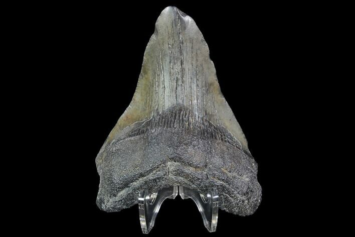 Bargain, Fossil Megalodon Tooth - Georgia #101513